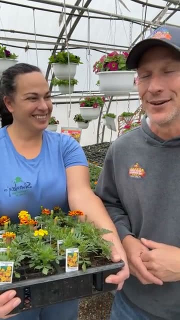 The finished result: How to Deadhead Marigolds (For Continuous Summer Blooms)
