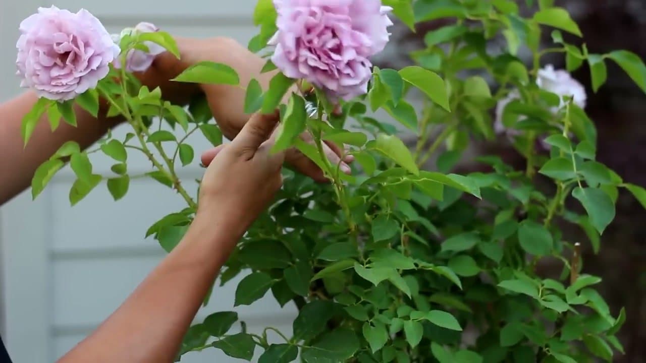 Step 2: Step 2: Verify it's a true 5-leaf cluster