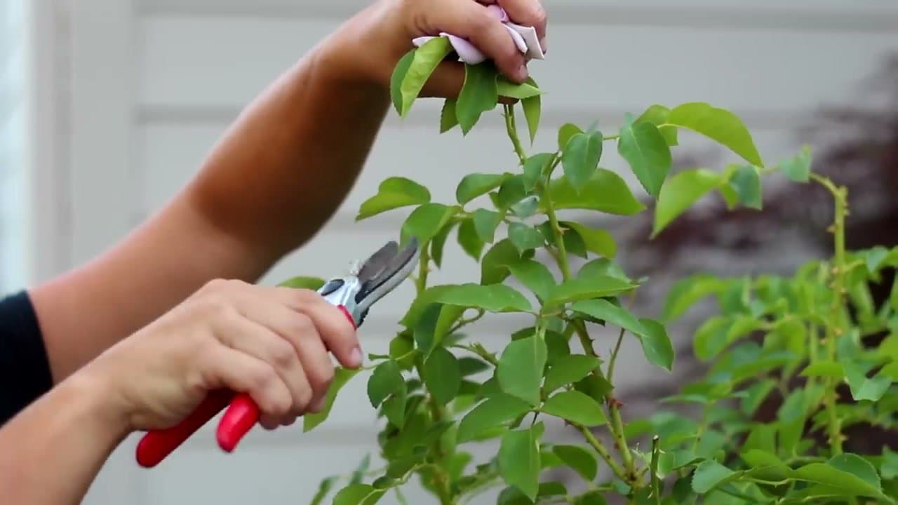 How to Deadhead Roses