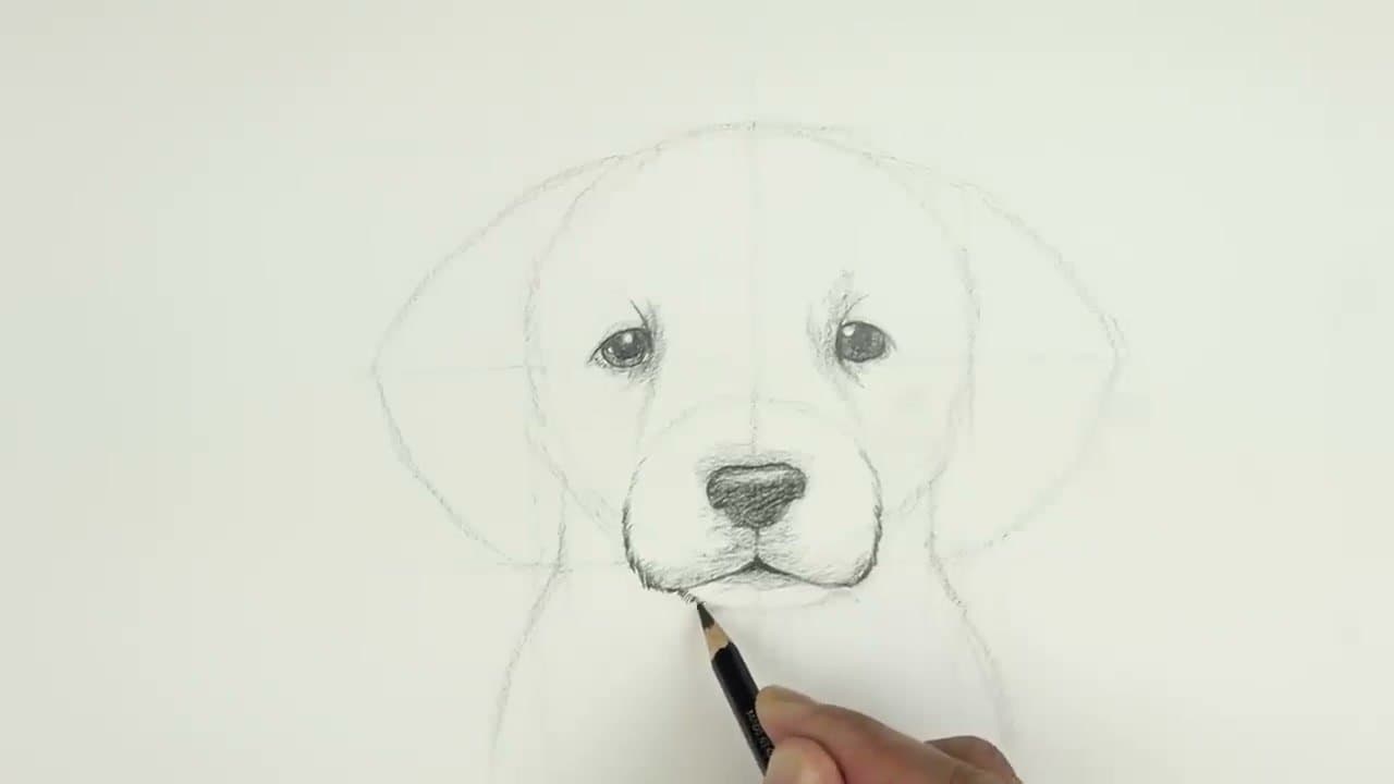 How to Draw a Dog - Step-by-Step Puppy Sketch
