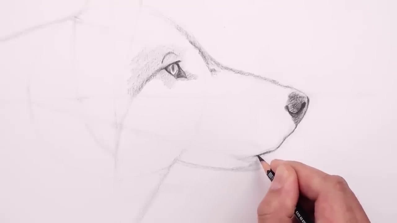 Step 8: Step 8: Shade the Nose and Muzzle