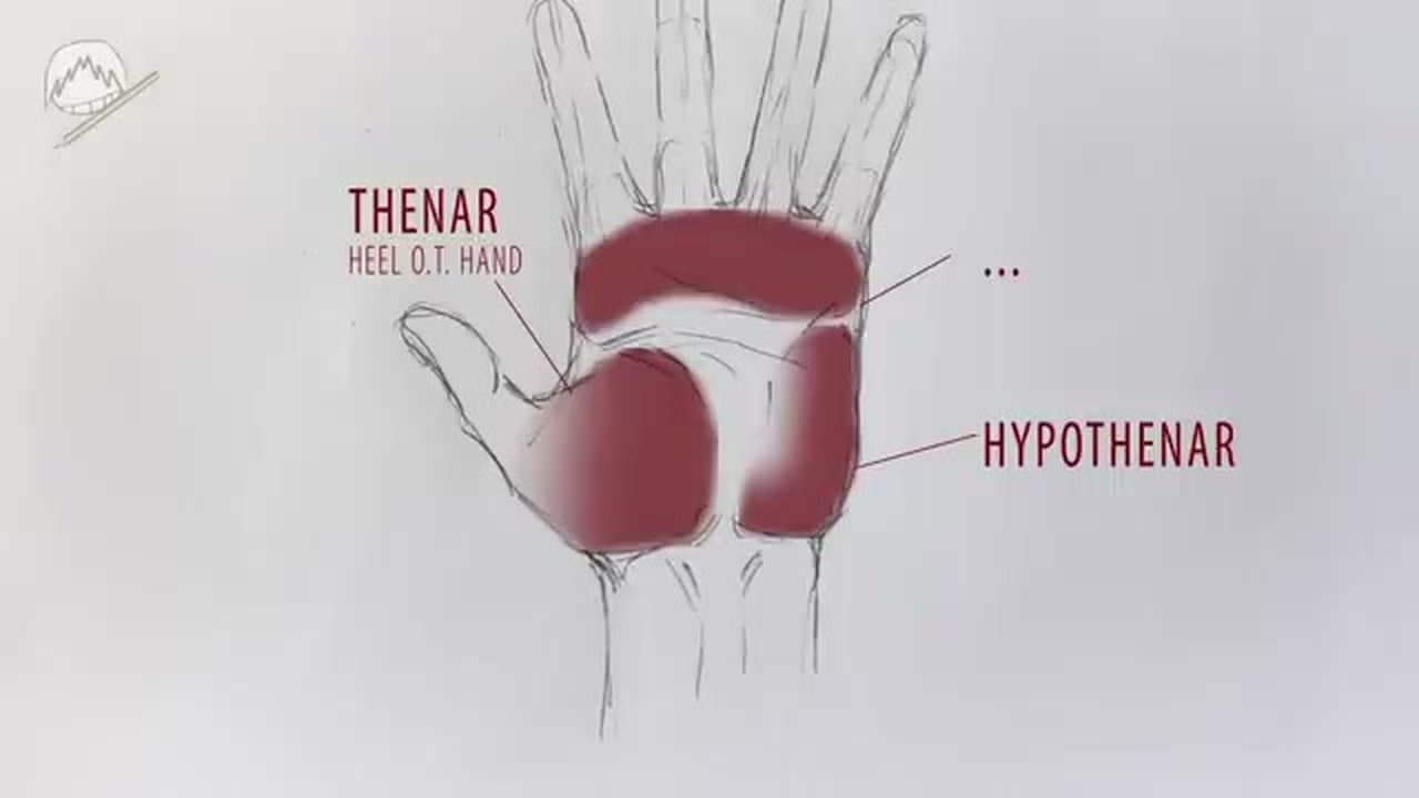 Step 5: Step 5: Refine the Palm into Three Muscle Pads
