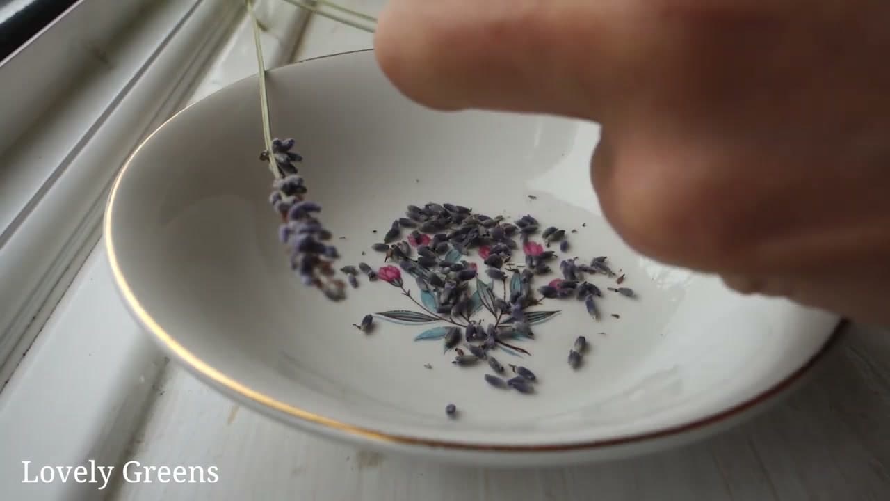 The finished result: How to Dry Lavender at Home