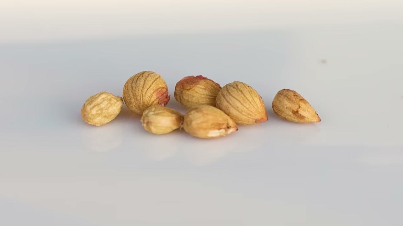 Step 2: Step 2: Rehydrate the Seeds in Water
