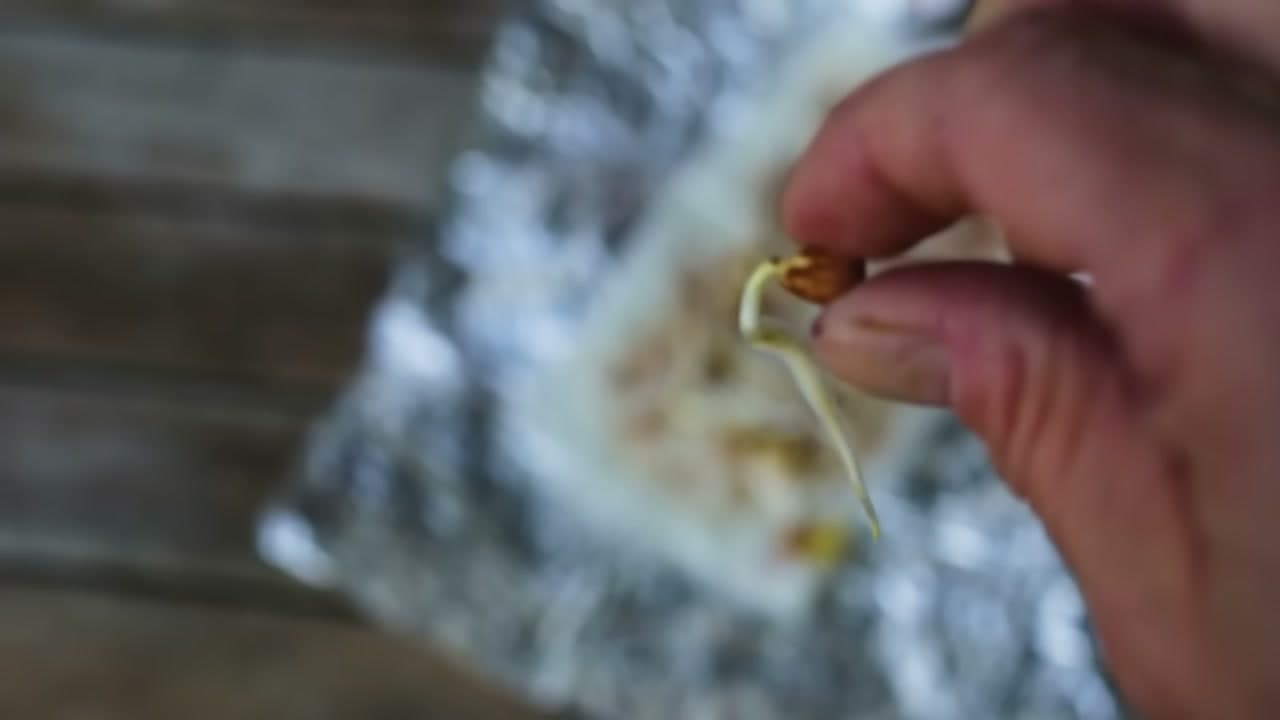 Step 5: Step 5: Check the Seeds for White Roots