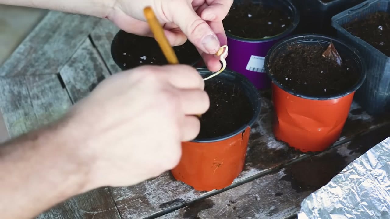 Step 6: Step 6: Pot Up the Sprouted Seeds