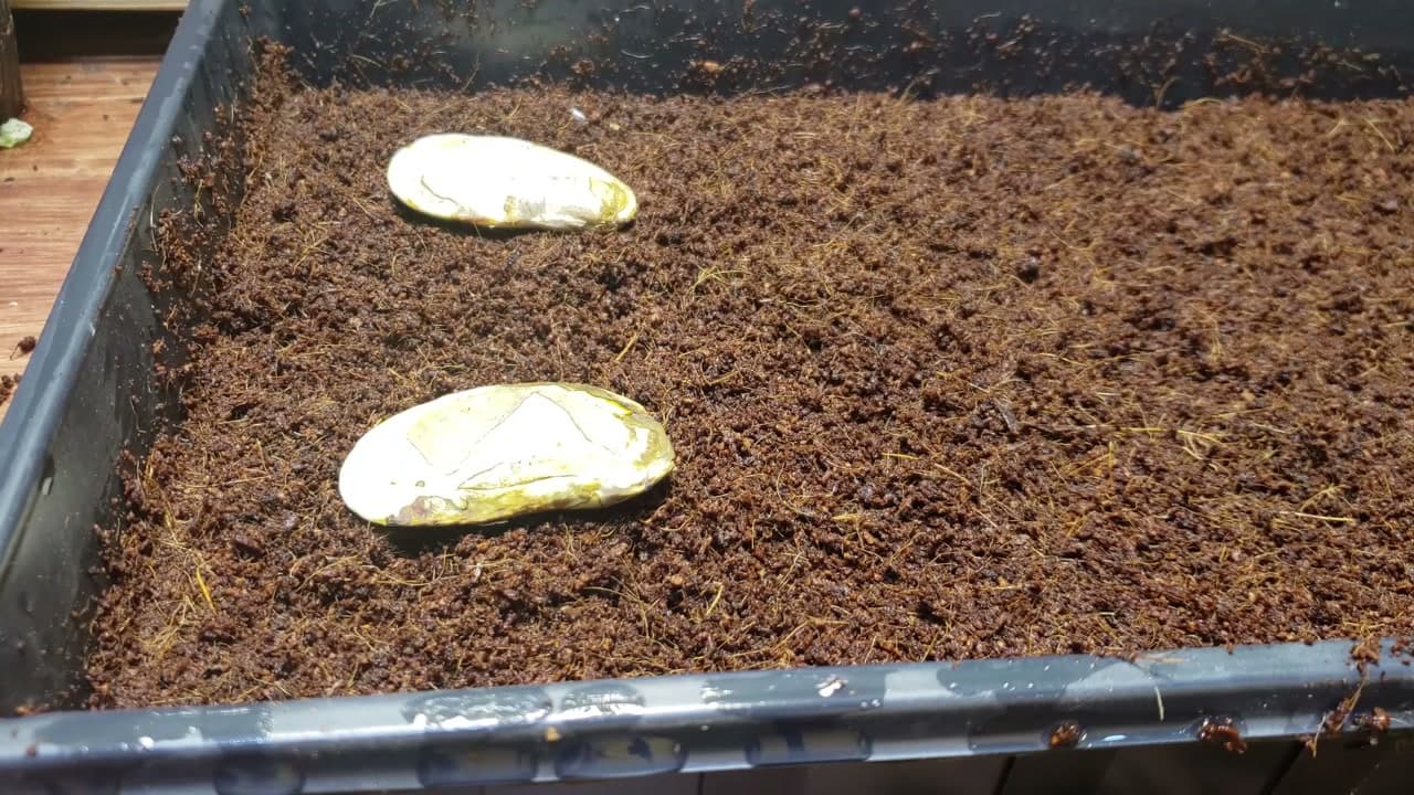 Step 5: Step 5: Plant the Seed in Moist Soil