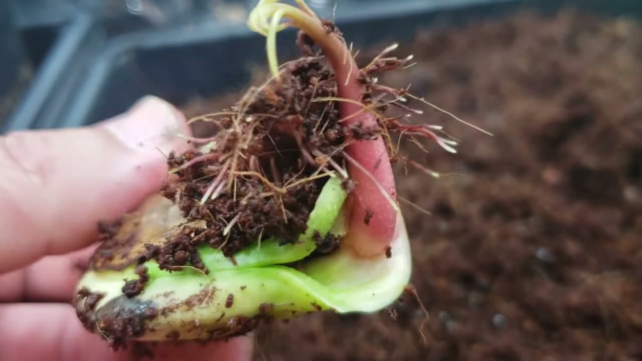 Step 6: Step 6: Wait for It to Sprout
