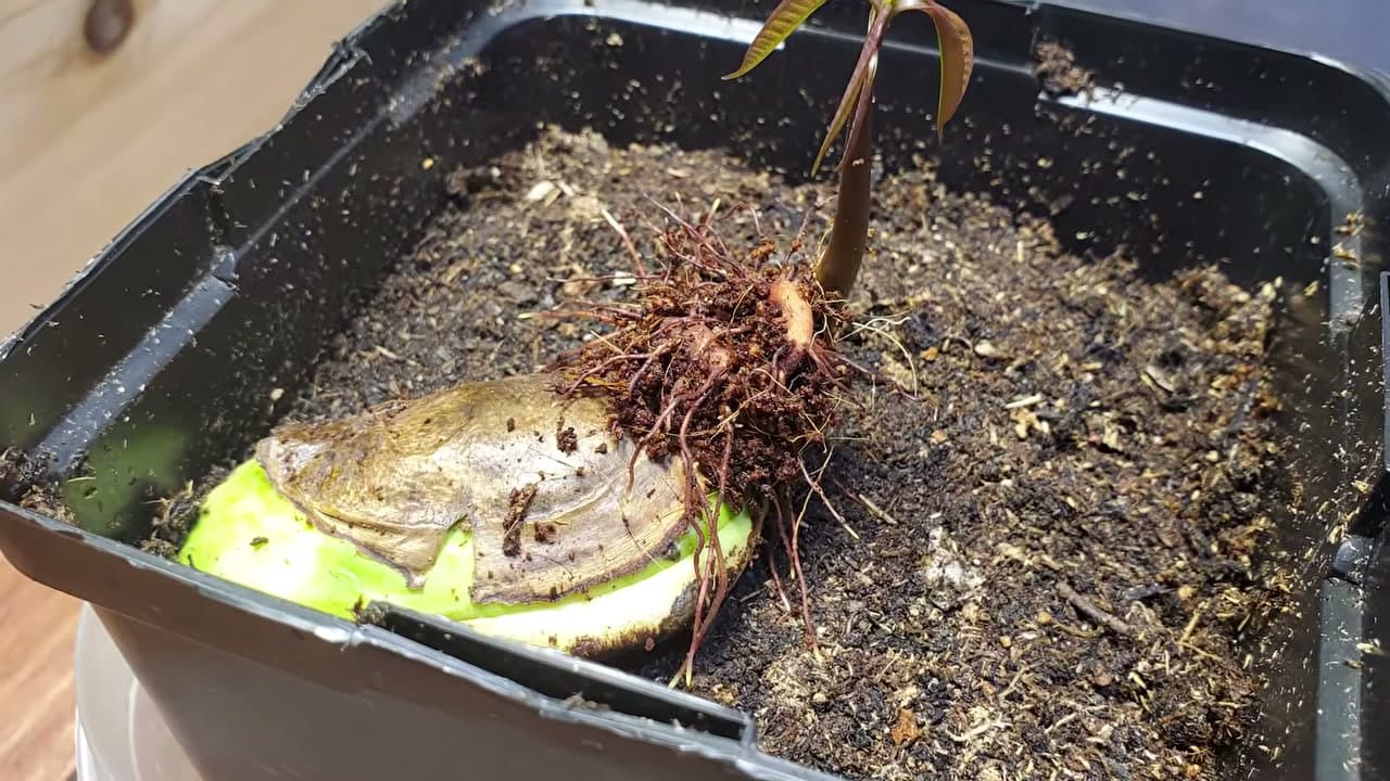 Step 7: Step 7: Pot Up the Sprouted Seed
