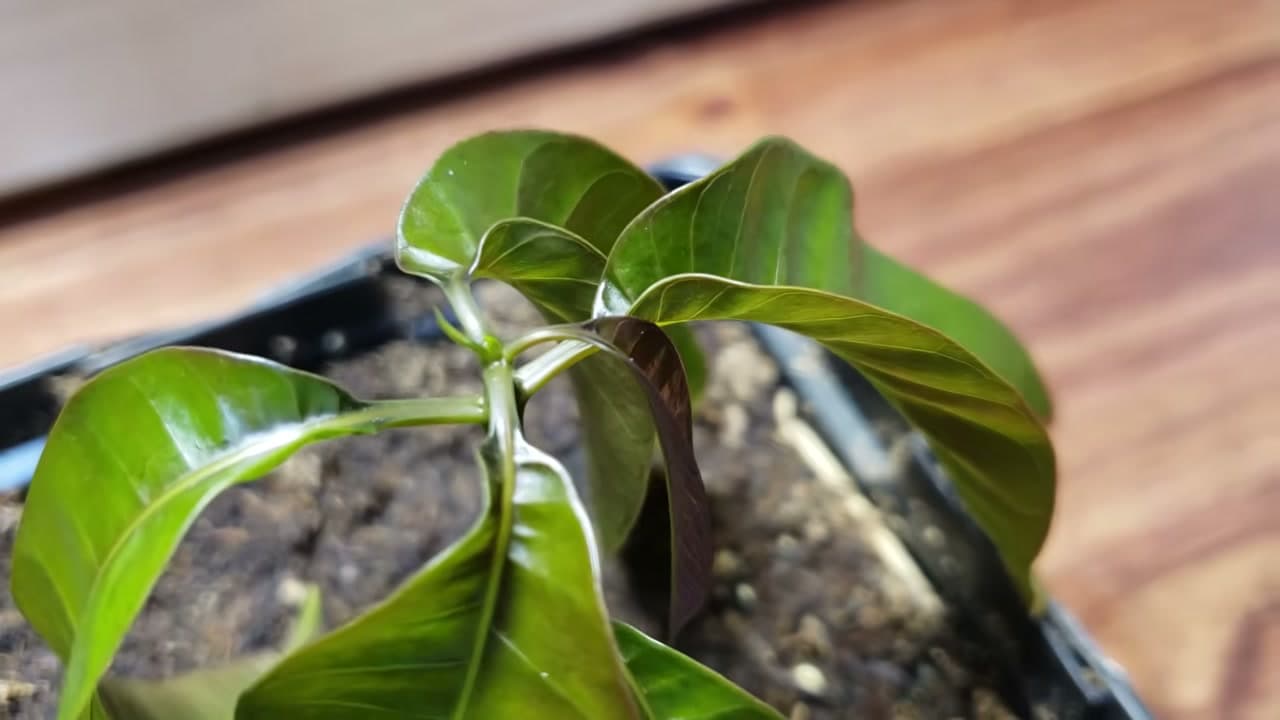 Step 8: Step 8: Grow On in Bright Light