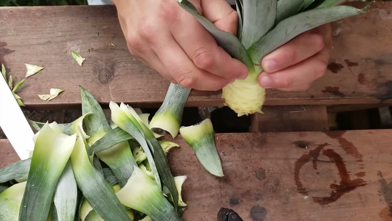 Step 2: Step 2: Peel the Lower Leaves to Expose the Stem