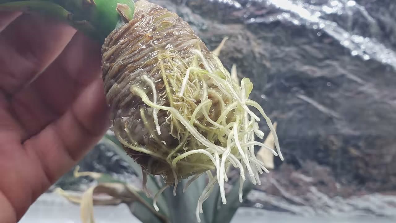 Step 5: Step 5: Wait for Roots and Refresh the Water