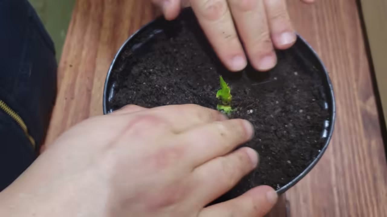 The finished result: How to Grow a Pineapple Top in Water