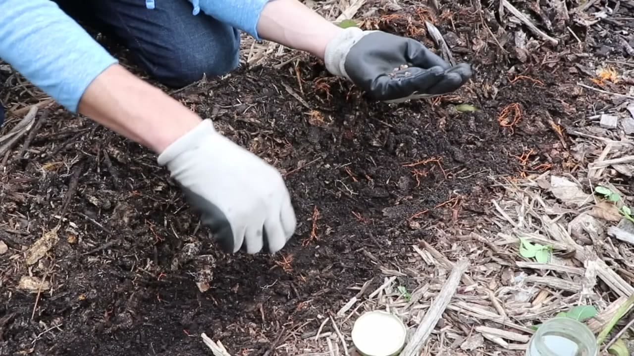 Step 4: Step 4: Or Direct-Seed Outdoors in Fall