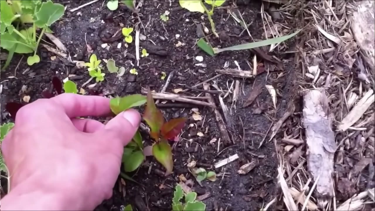 Step 5: Step 5: Watch for Seedlings and Thin to the Strongest