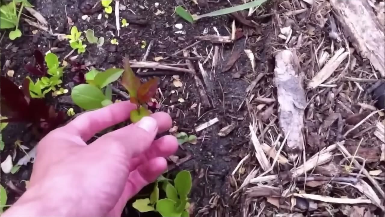 Step 6: Step 6: Grow the Seedling On