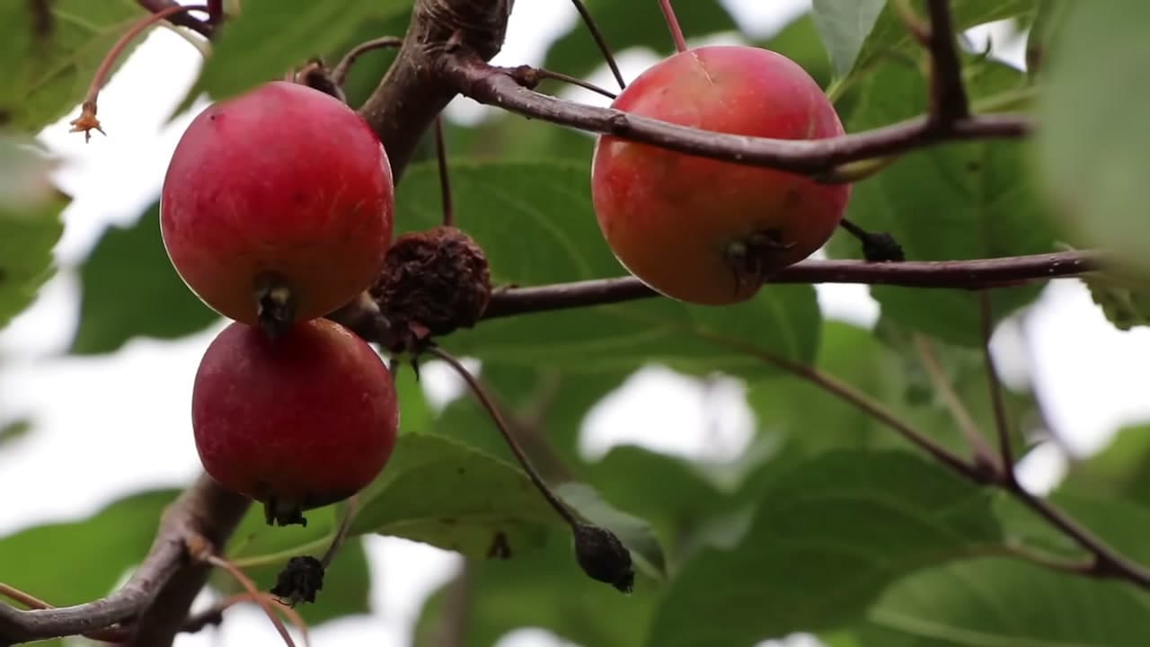 The finished result: How to Grow an Apple Tree from Seed (Step by Step)
