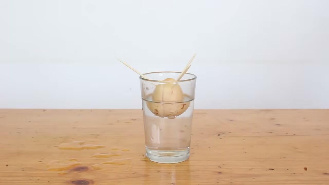 Step 4: Step 4: Suspend the Seed Over Water