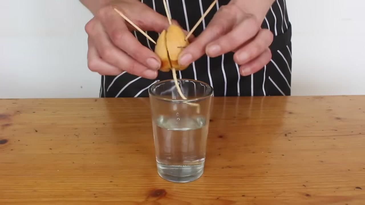 Step 5: Step 5: Change the Water and Wait for Roots
