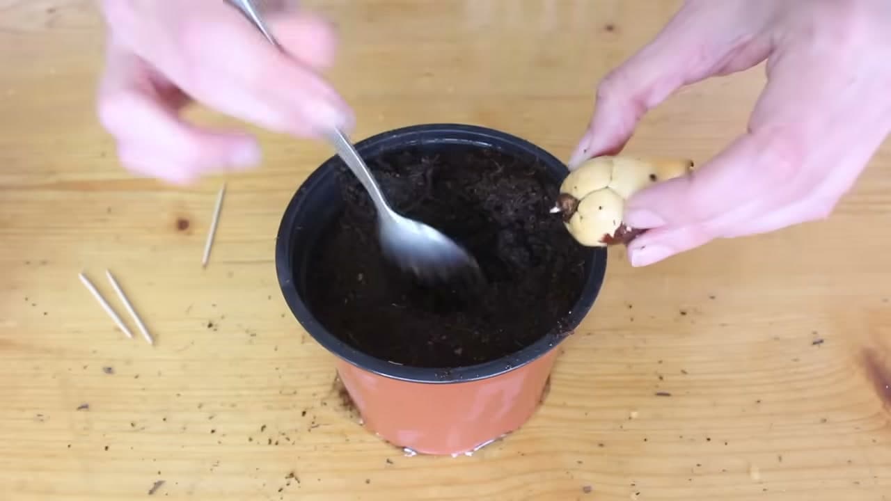 The finished result: How to Grow an Avocado from Seed (Step by Step)