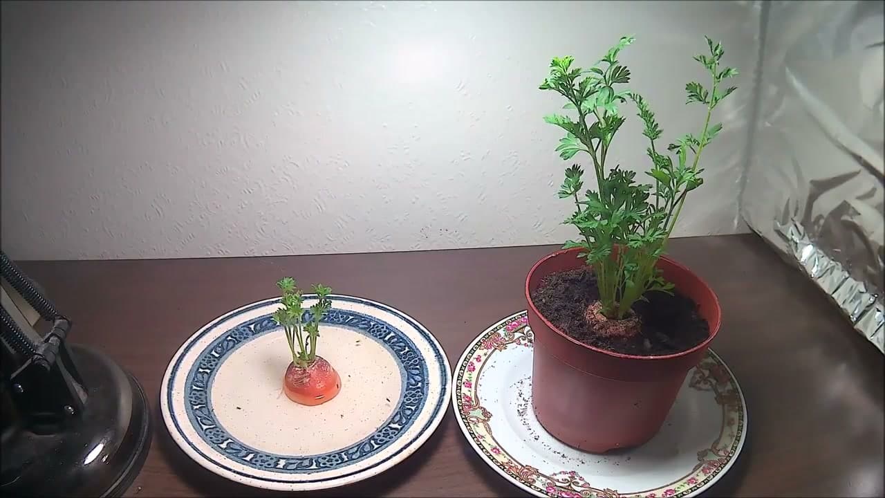 The finished result: How to Regrow Carrot Tops