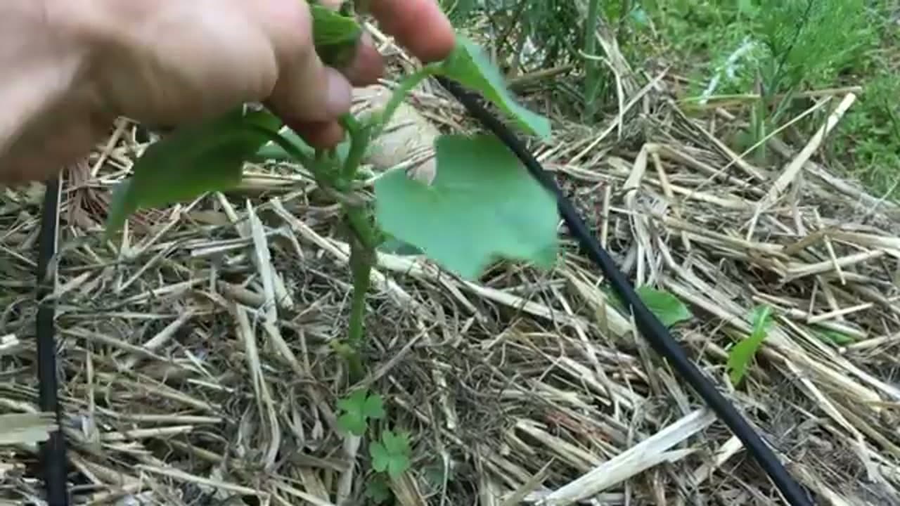 Step 4: Step 4: Train the Vines Up the String