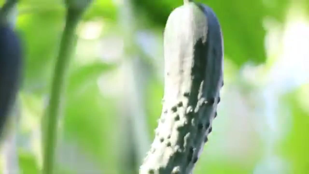The finished result: How to Grow Cucumbers Vertically