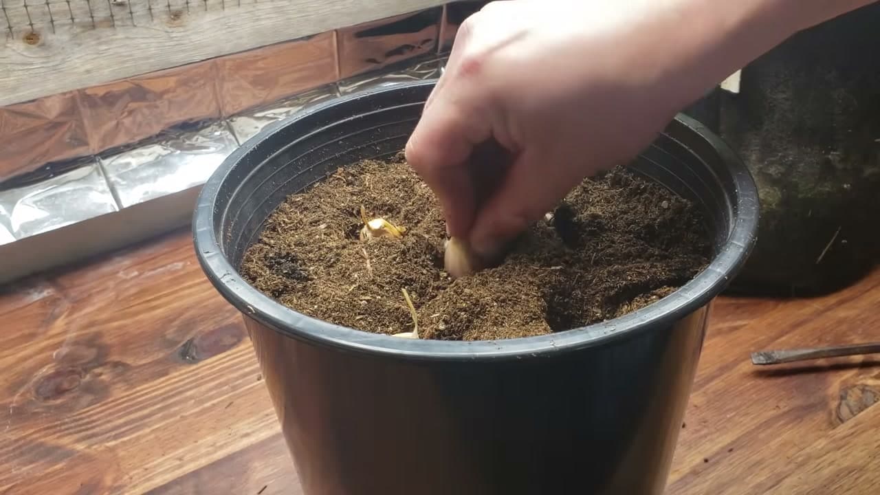 Step 4: Step 4: Plant the Clove Pointy End Up