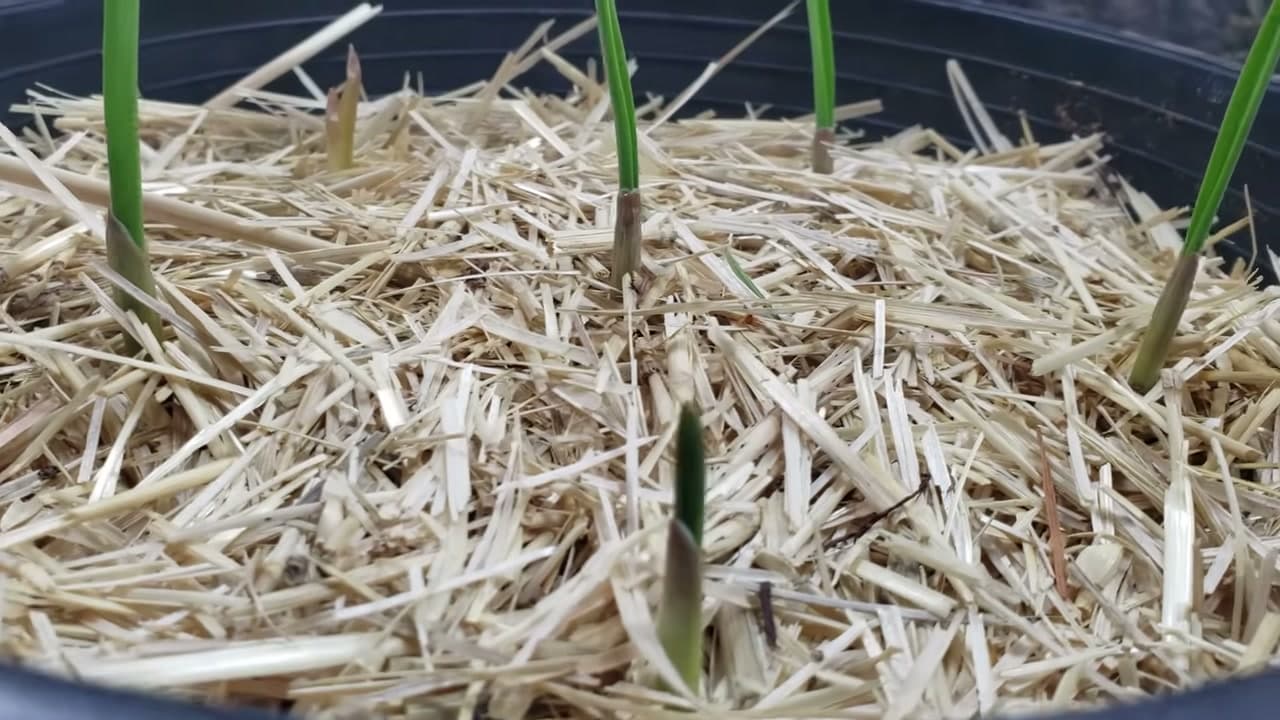 Step 7: Step 7: Watch the Green Shoots Emerge