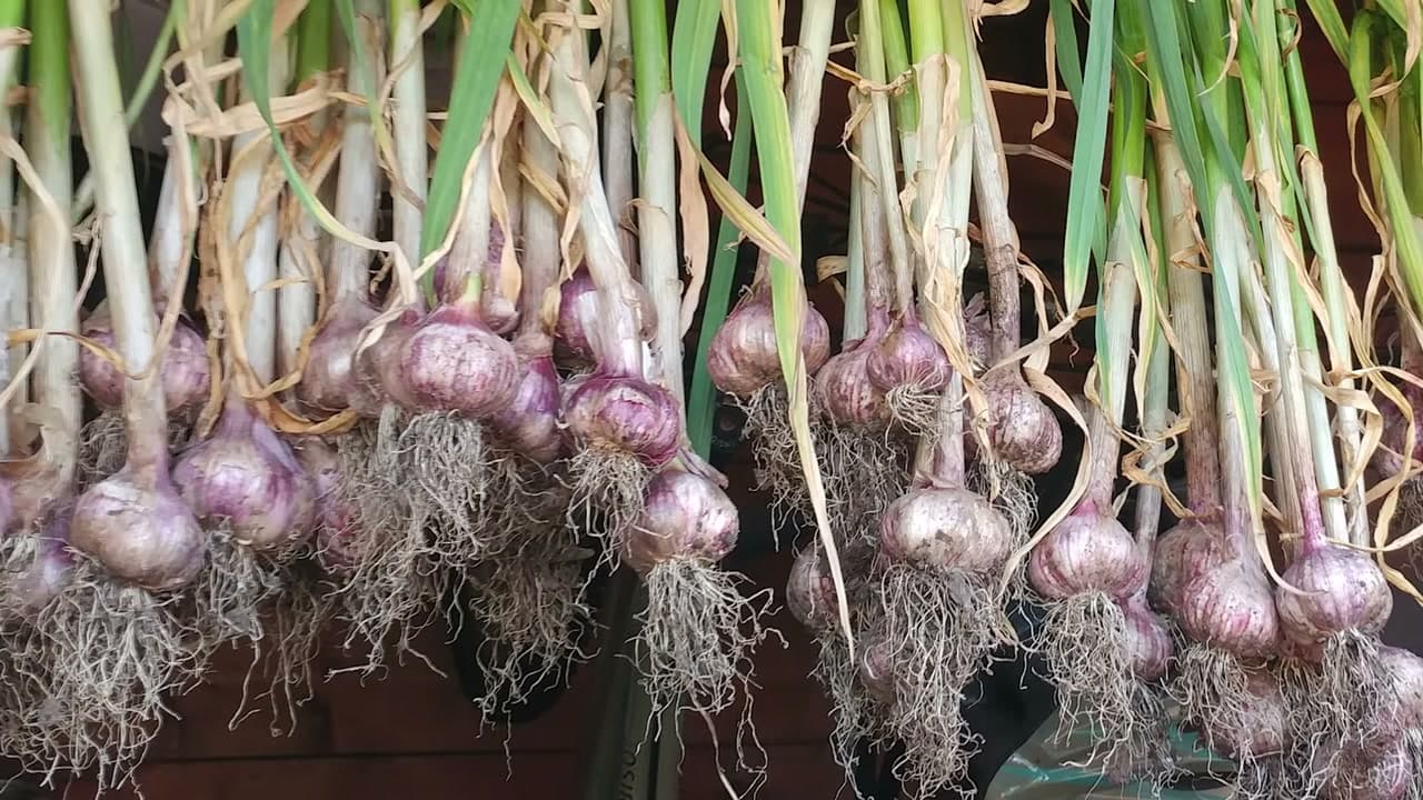 Step 8: Step 8: Harvest Green Garlic or Grow On to Bulbs