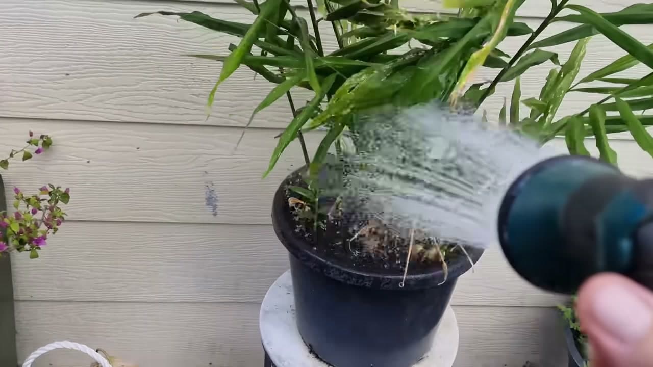 Step 5: Step 5: Keep the Plant Watered Through Summer
