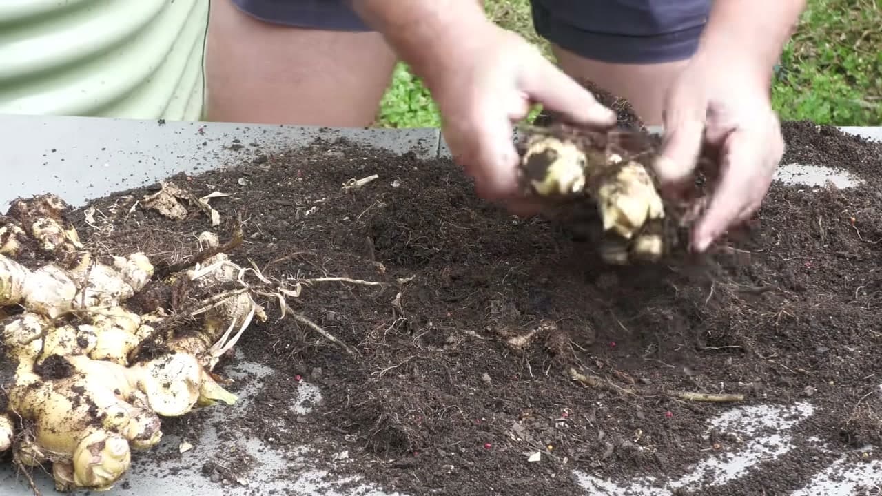 The finished result: How to Grow Ginger From Store-Bought Ginger in a Container