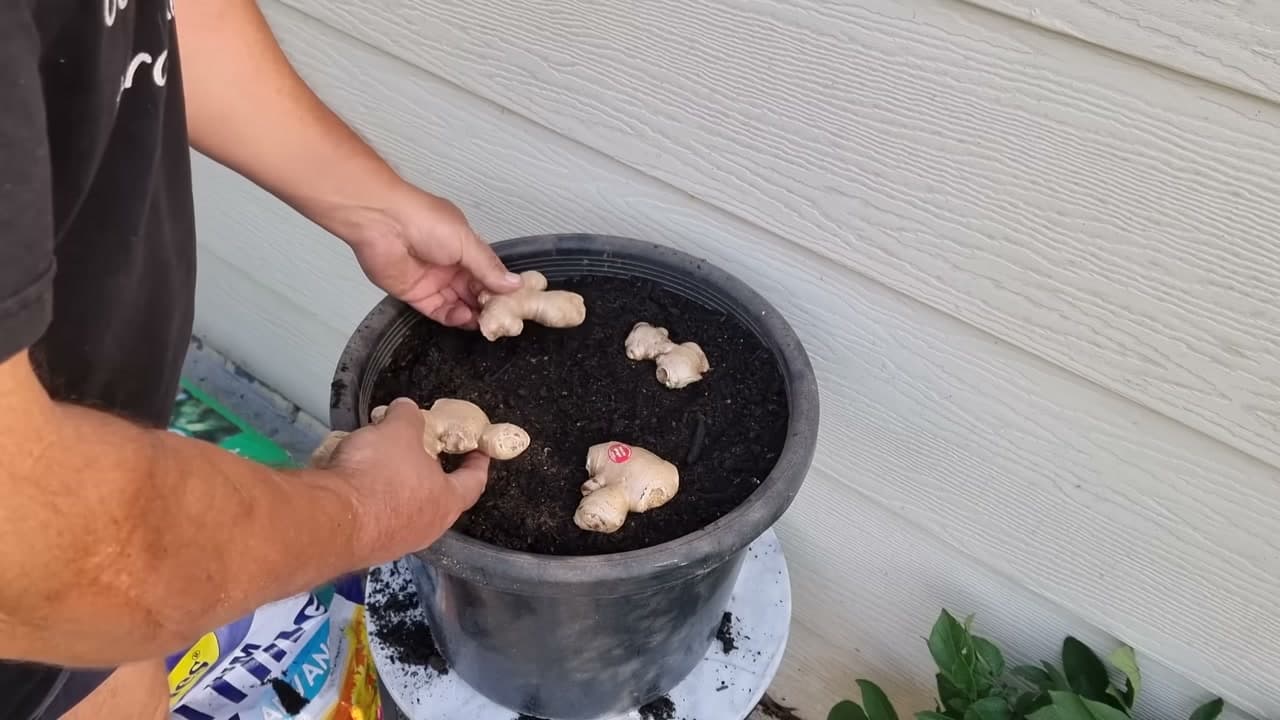 Step 4: Step 4: Plant the Pieces Shallow