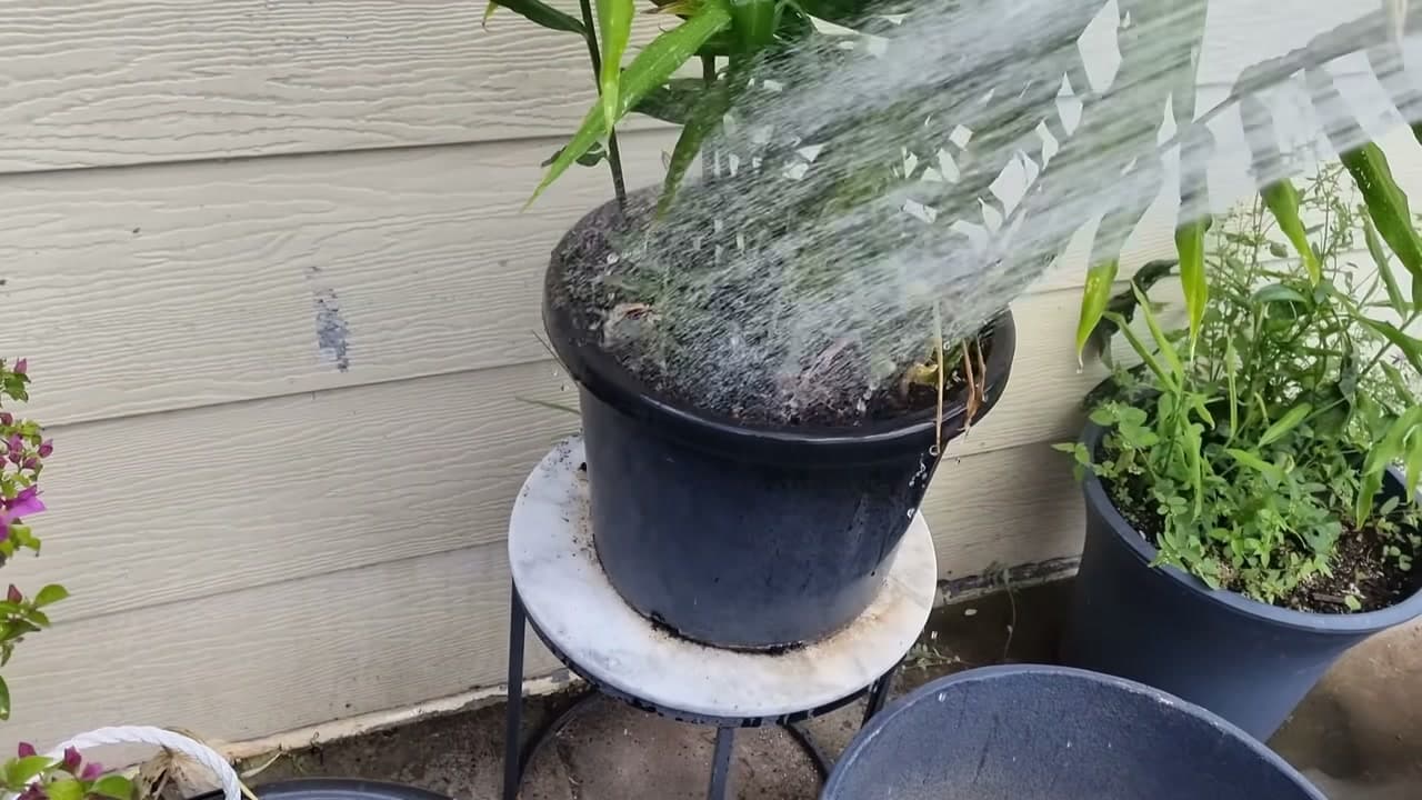 Step 6: Step 6: Weed, Mulch, and Feed the Plant