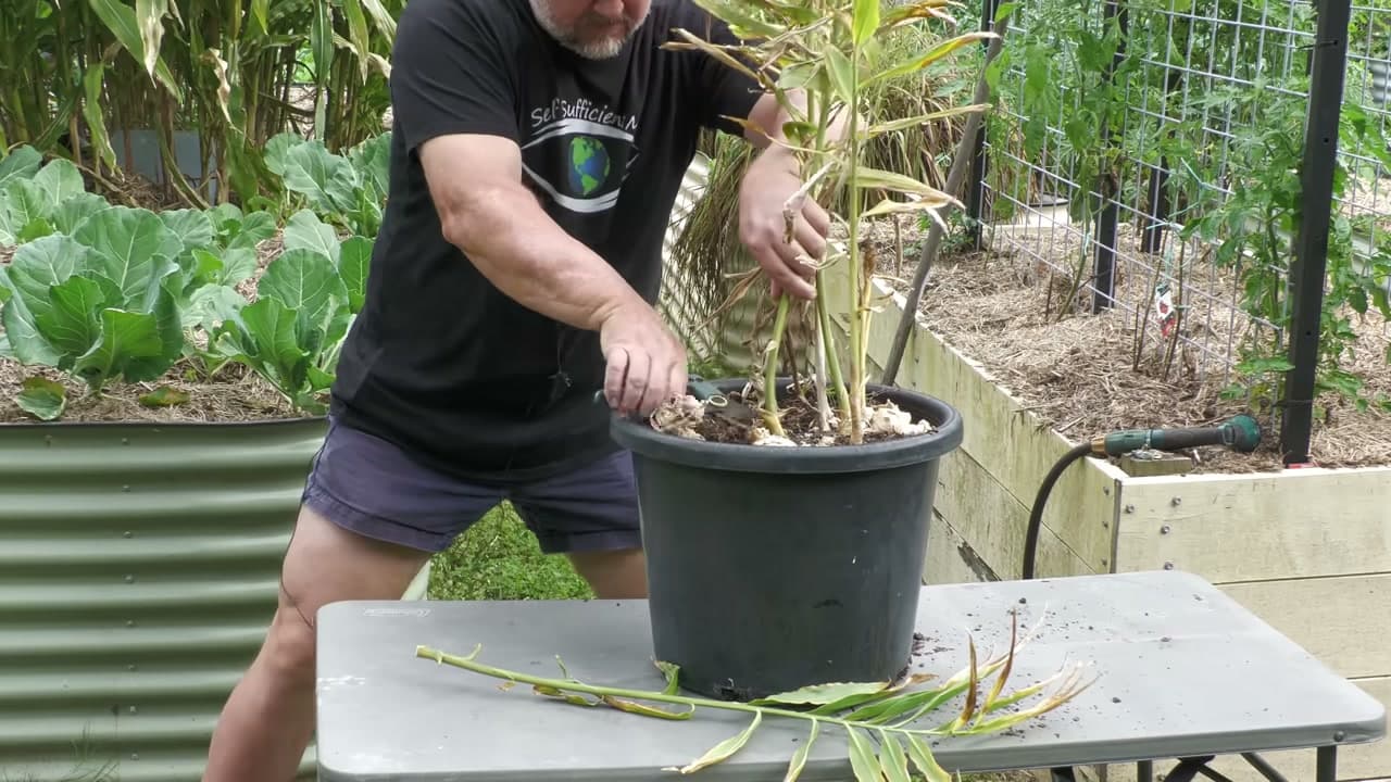 Step 7: Step 7: Cut the Stalks Back at Harvest Time