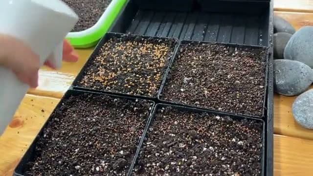 Step 3: Step 3: Mist the Seeds With Water