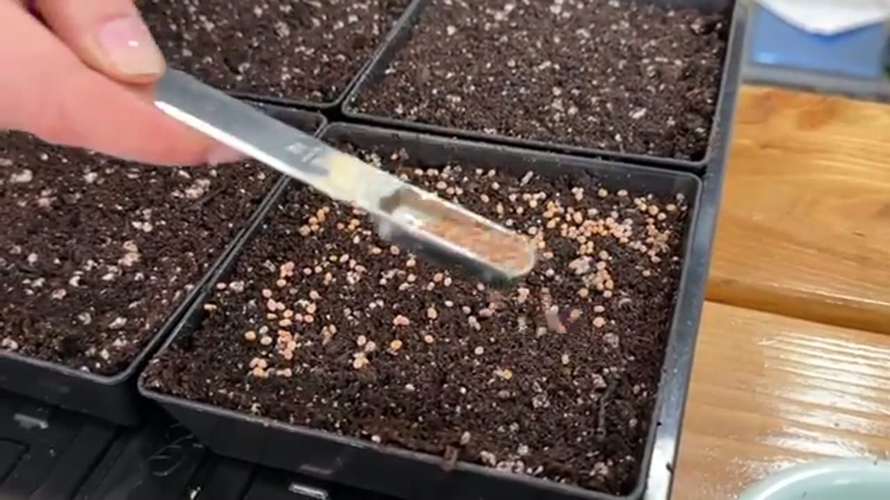 Step 2: Step 2: Sow the Seeds Thick and Even
