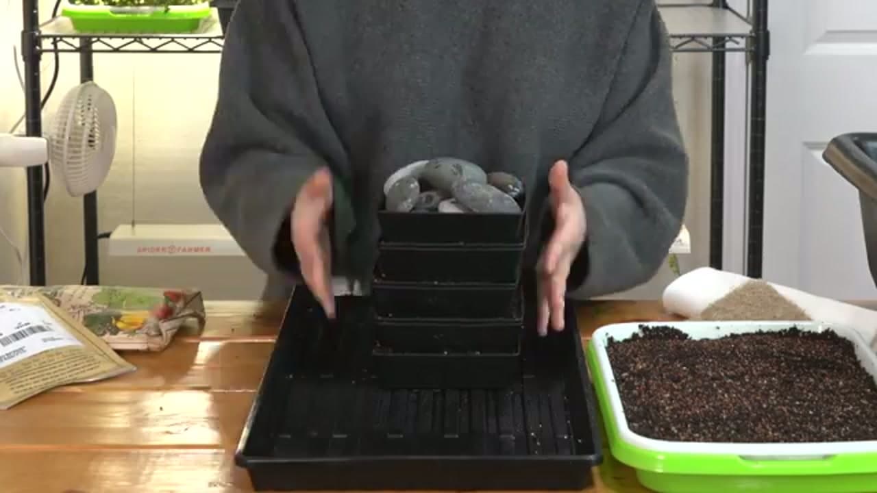 Step 4: Step 4: Cover and Germinate in the Dark