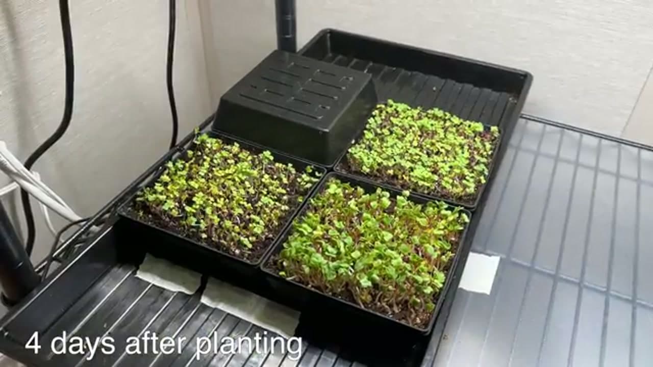 Step 5: Step 5: Uncover and Move Under a Grow Light