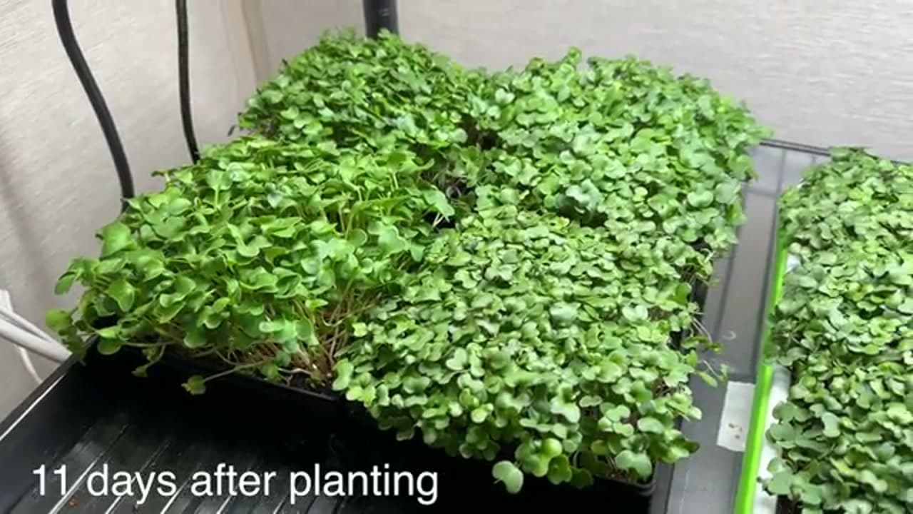 Step 6: Step 6: Water Daily and Let Them Fill In