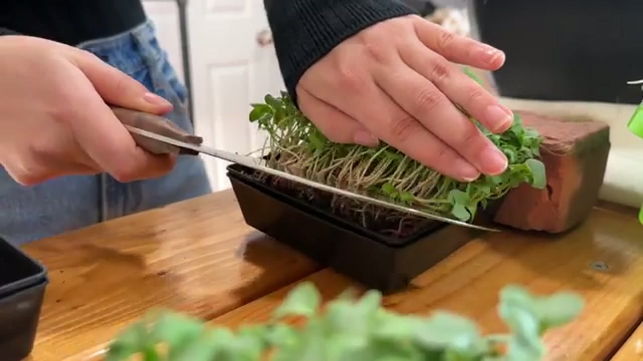 The finished result: How to Grow Microgreens Indoors