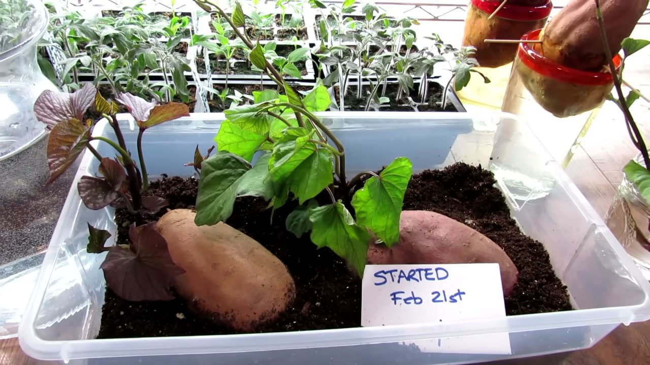 Step 1: Step 1: Pick a Healthy Sweet Potato