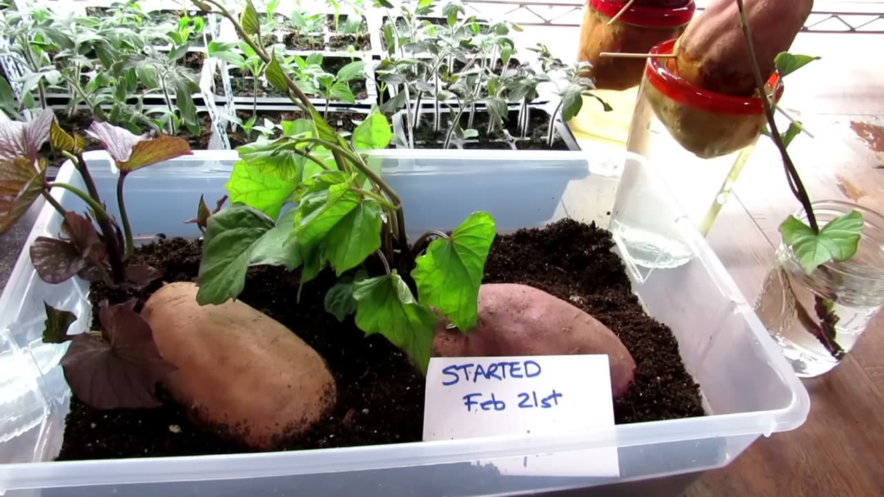 Step 2: Step 2: Lay It in Seed-Starting Mix