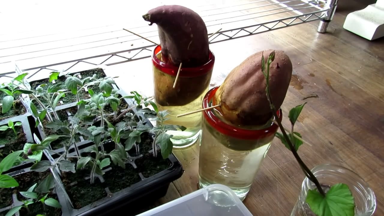 The finished result: How to Grow Sweet Potato Slips (Easy Windowsill Method)