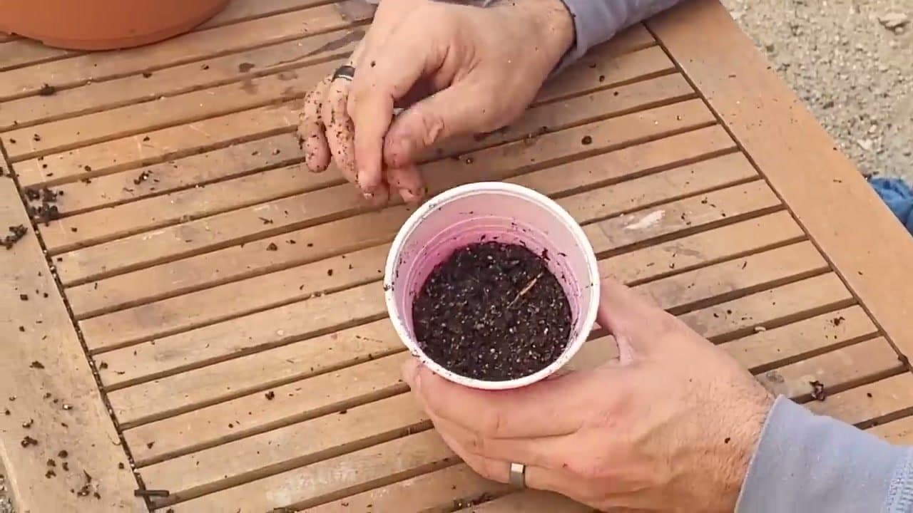 Step 4: Step 4: Plant 2 Seeds Per Cup