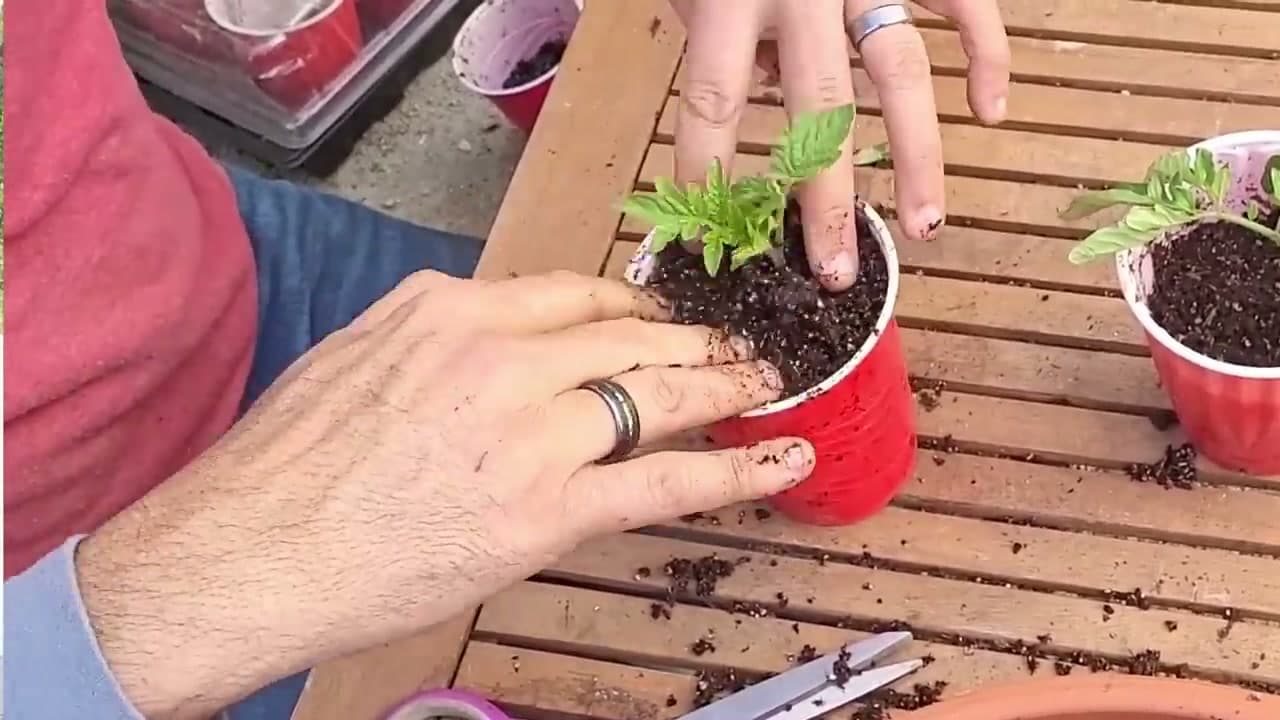 The finished result: How to Grow Tomatoes From Seed: 7 Step Beginner Guide