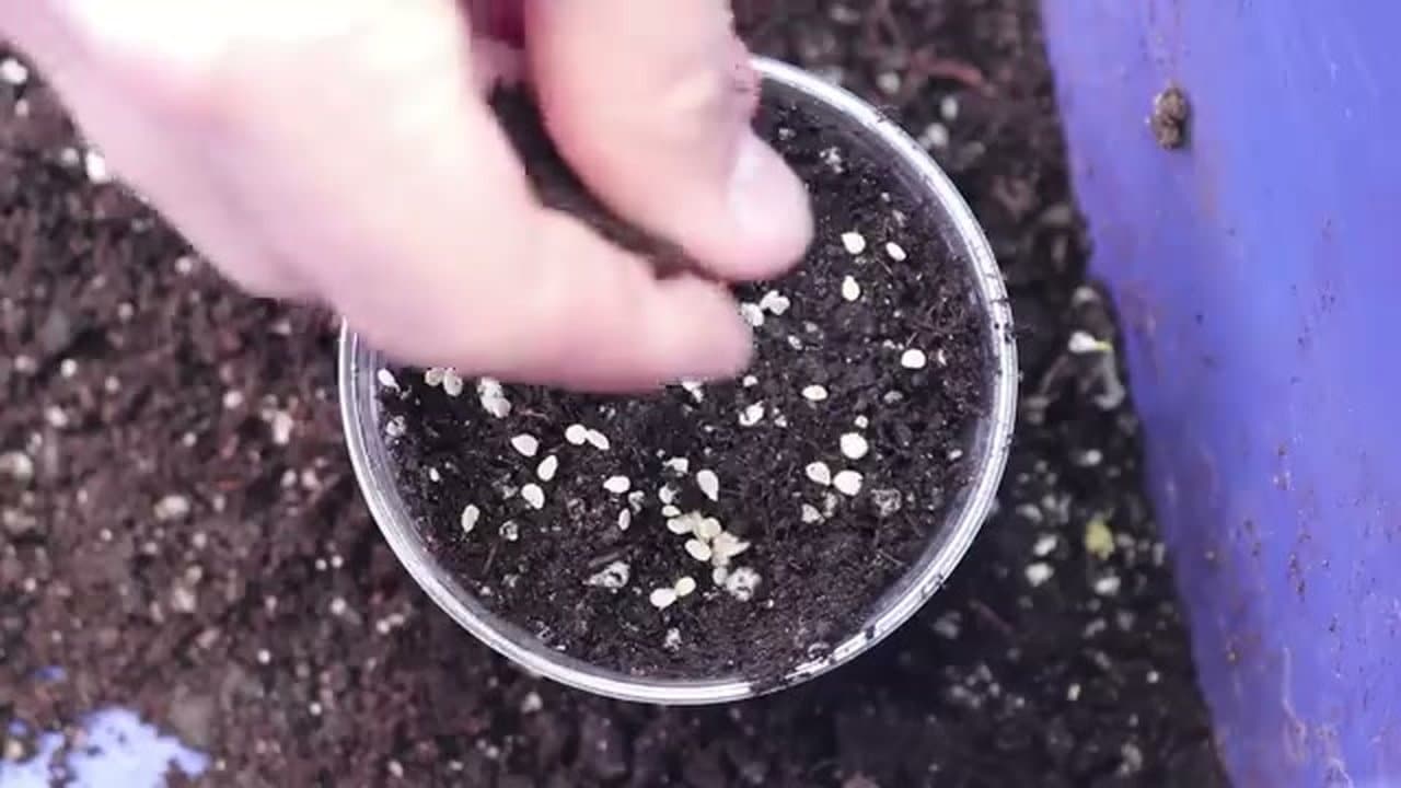 Step 1: Step 1: Start Tomato Seeds Indoors