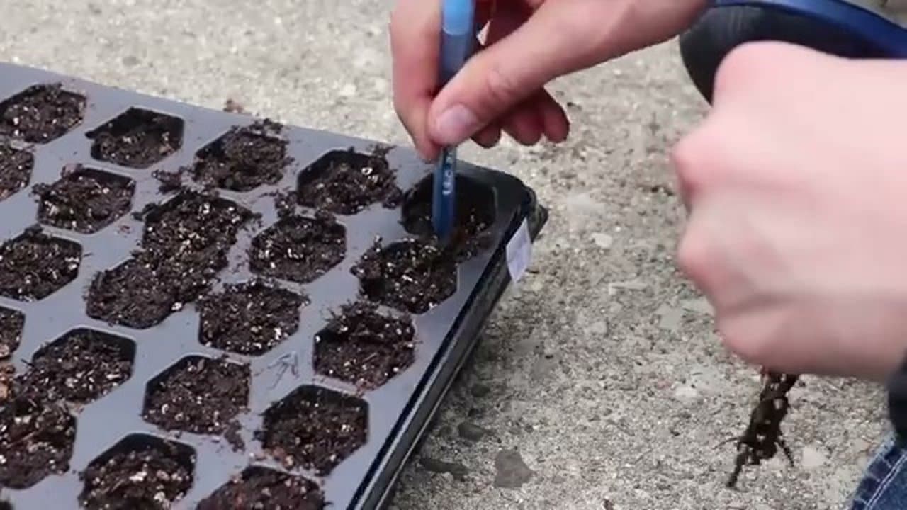 Step 2: Step 2: Transplant Seedlings to Cell Trays