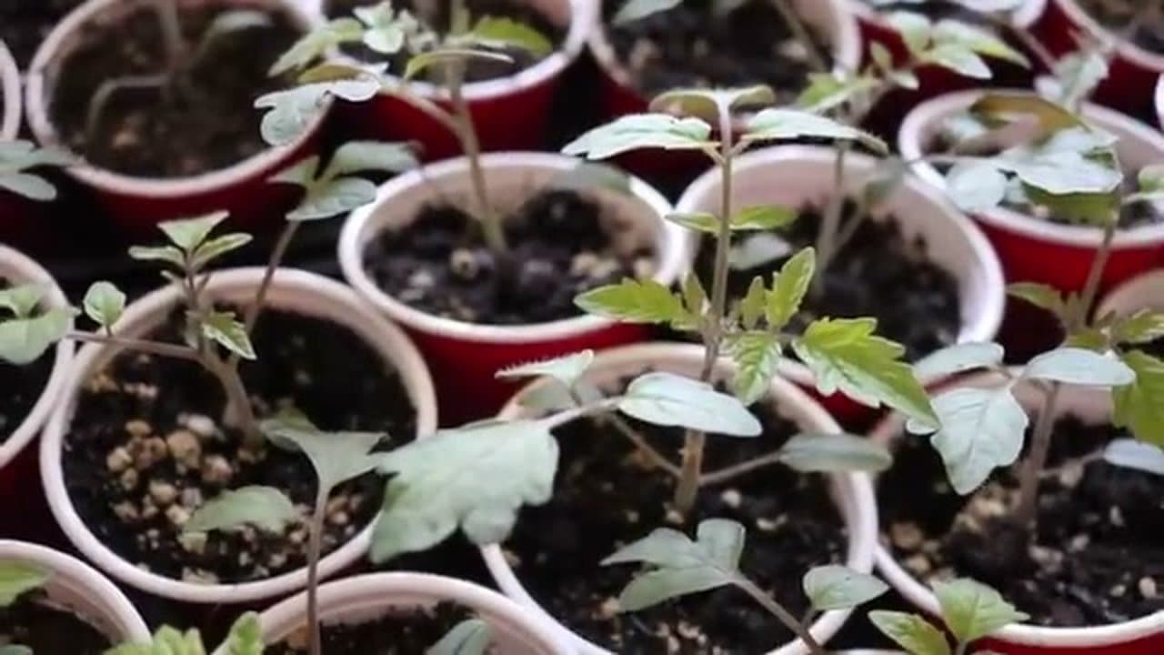 Step 3: Step 3: Harden Off the Seedlings