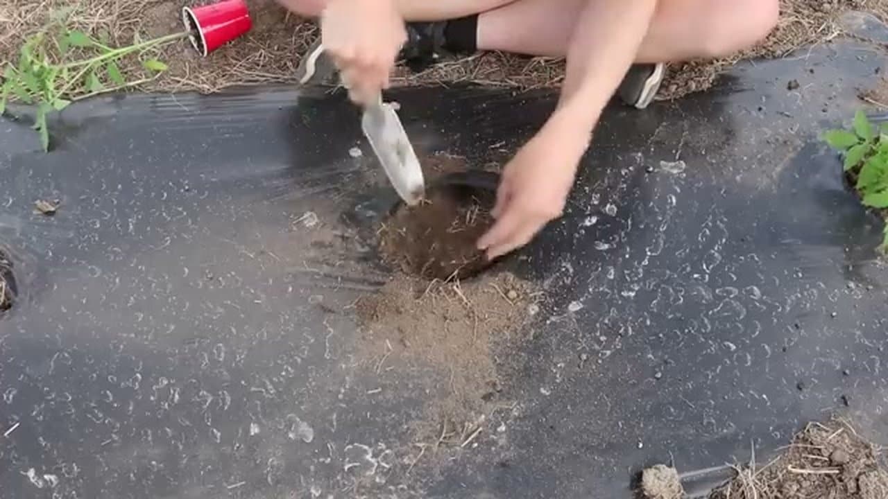 Step 4: Step 4: Prep the Soil and Dig Deep Holes